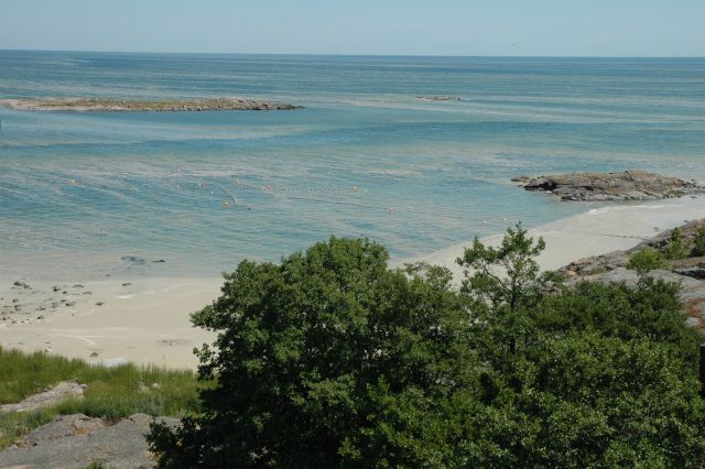 Algblomning